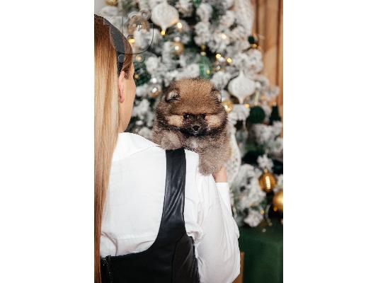 Pomeranian Spitz κουτάβια προς πώληση